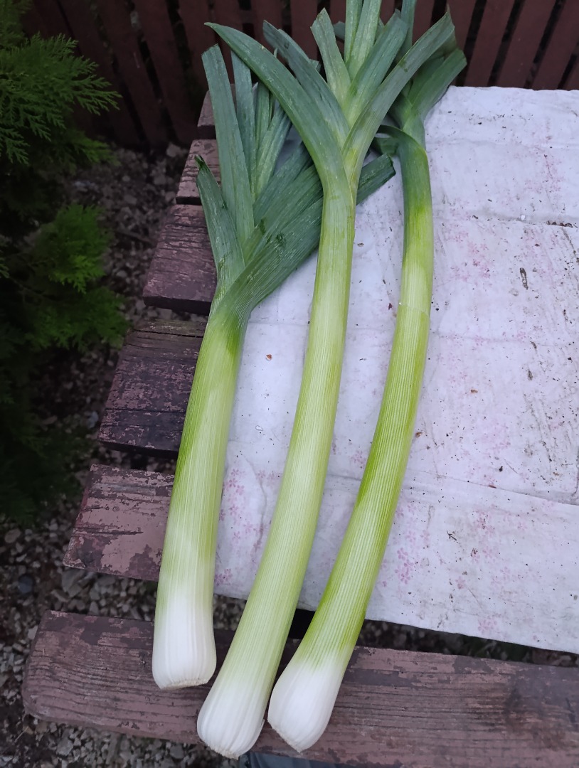 I have large quantities of fresh leeks for sale