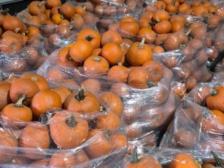 I'm selling Halloween pumpkins in sizes ranging from 1-4kg