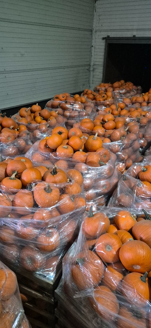 I'm selling Halloween pumpkins in sizes ranging from 1-4kg to 8-12kg, all beautifully colored, and a mix of ornamental pumpkins