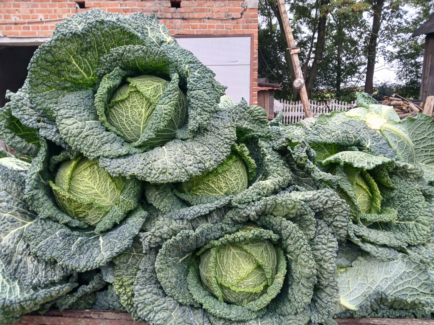 Savoy cabbage for sale
