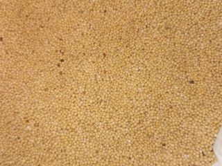 White mustard, production 2025, very good quality, packed in