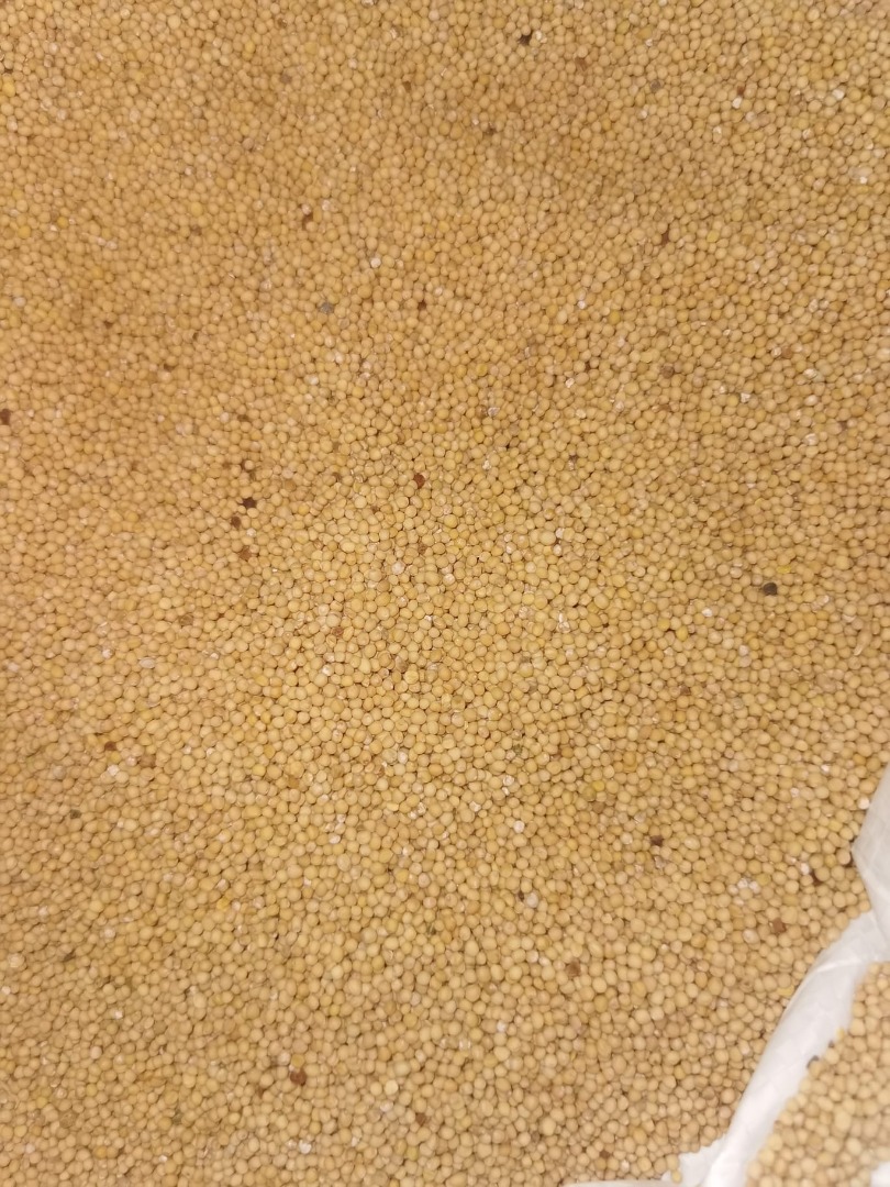 White mustard, production 2025, very good quality, packed in bulk (or in 800 kg bags – according to the buyer's preference)