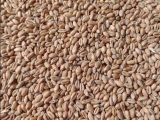 Selling 25 tons of organic triticale. I have a