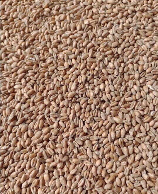 Selling 25 tons of organic triticale