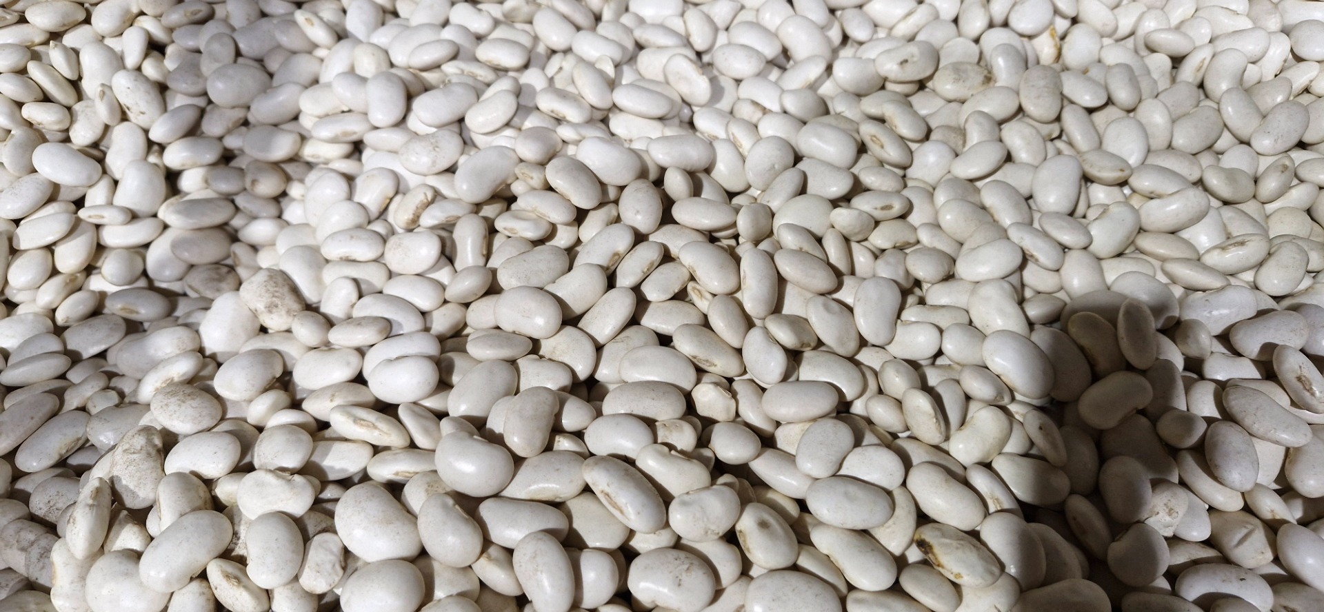 Dear Sir or Madam, we offer various types of beans
