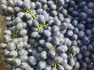Quality Moldovan grapes