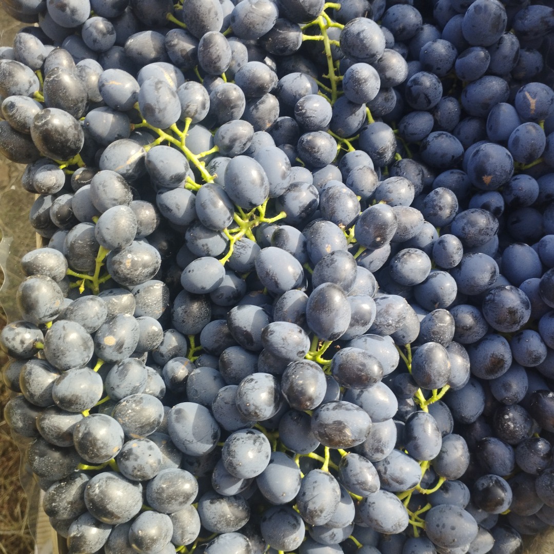 Quality Moldovan grapes