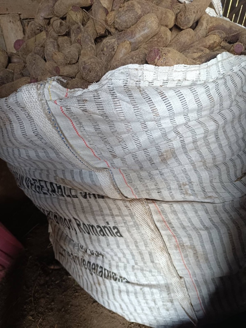 I will sell long beetroot of the Alto variety