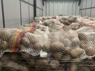 Premium German Potatoes – Wholesale Across Europe Looking for