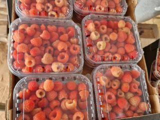 We are an export company from Morocco and have