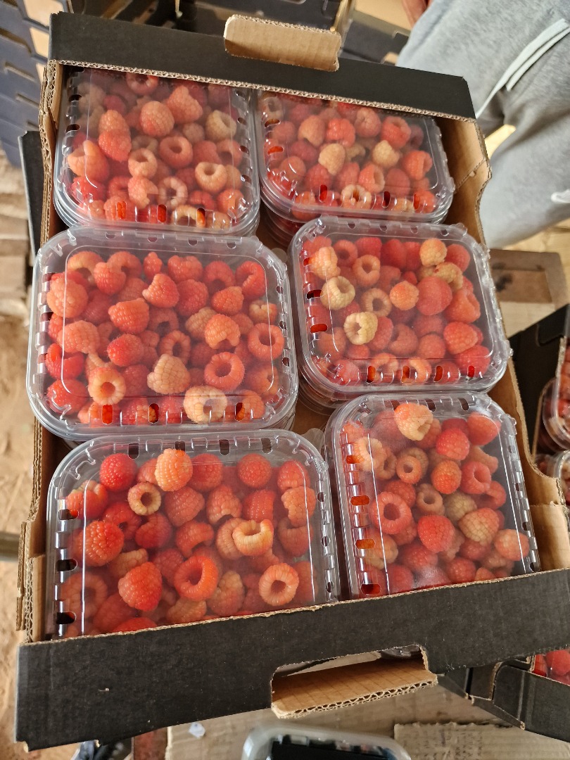 We are an export company from Morocco and have a trading partner in Poland – we can import any available product from our market