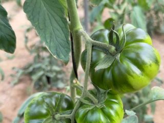 Raf de Nijar Tomato. Conventional Type