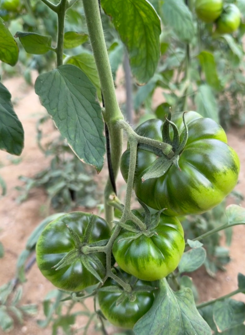 Raf de Nijar Tomato