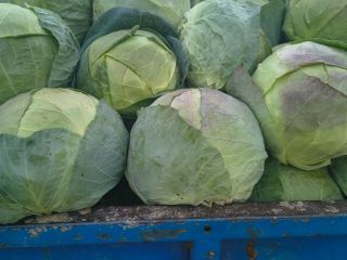 Producer of own cabbage, offering quality and quantity