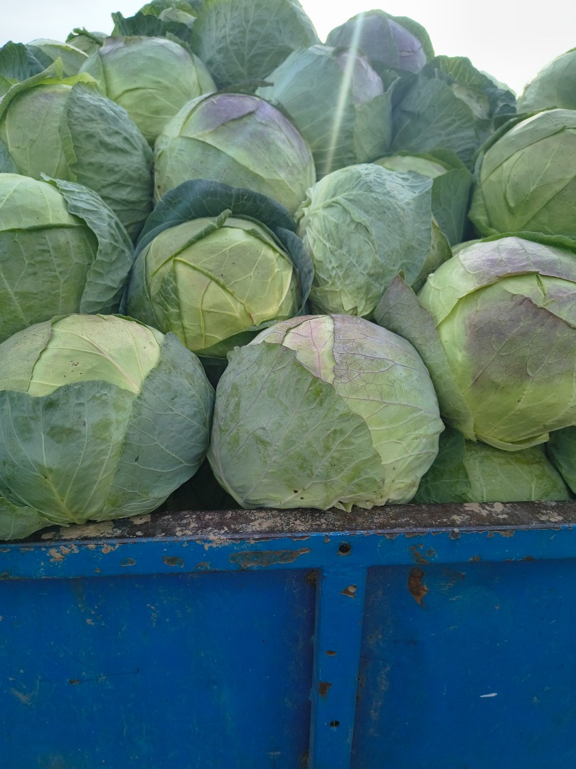 Producer of own cabbage, offering quality and quantity