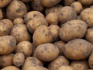 Why IRGA Potatoes? Irga is one of the most