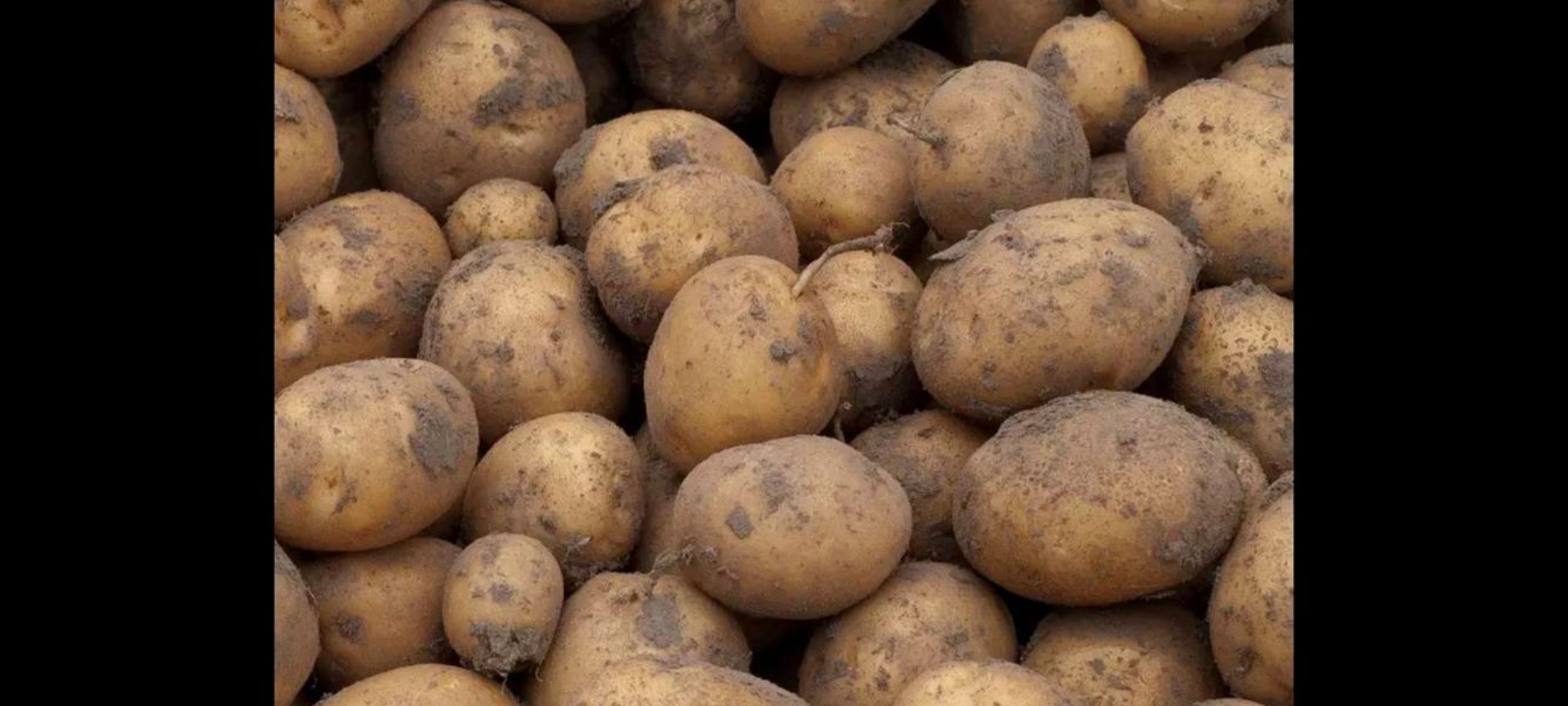 Why IRGA Potatoes? Irga is one of the most valued, traditional Polish varieties! It's a class of its own – a true treasure of Polish cuisine