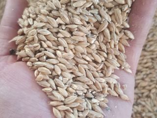 We offer high-quality malted malting barley of the finest