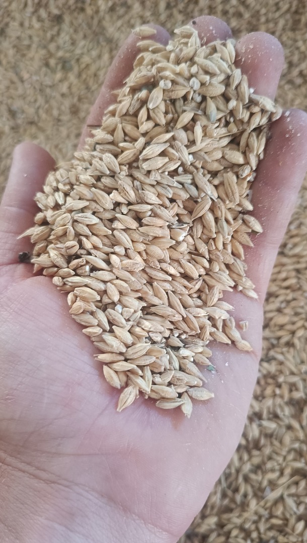 We offer high-quality malted malting barley of the finest variety, grown in the northern region of Almería