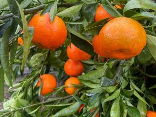 SEZON PLIN DE VITAMINE SI CULOARAE , VA ADUCEM