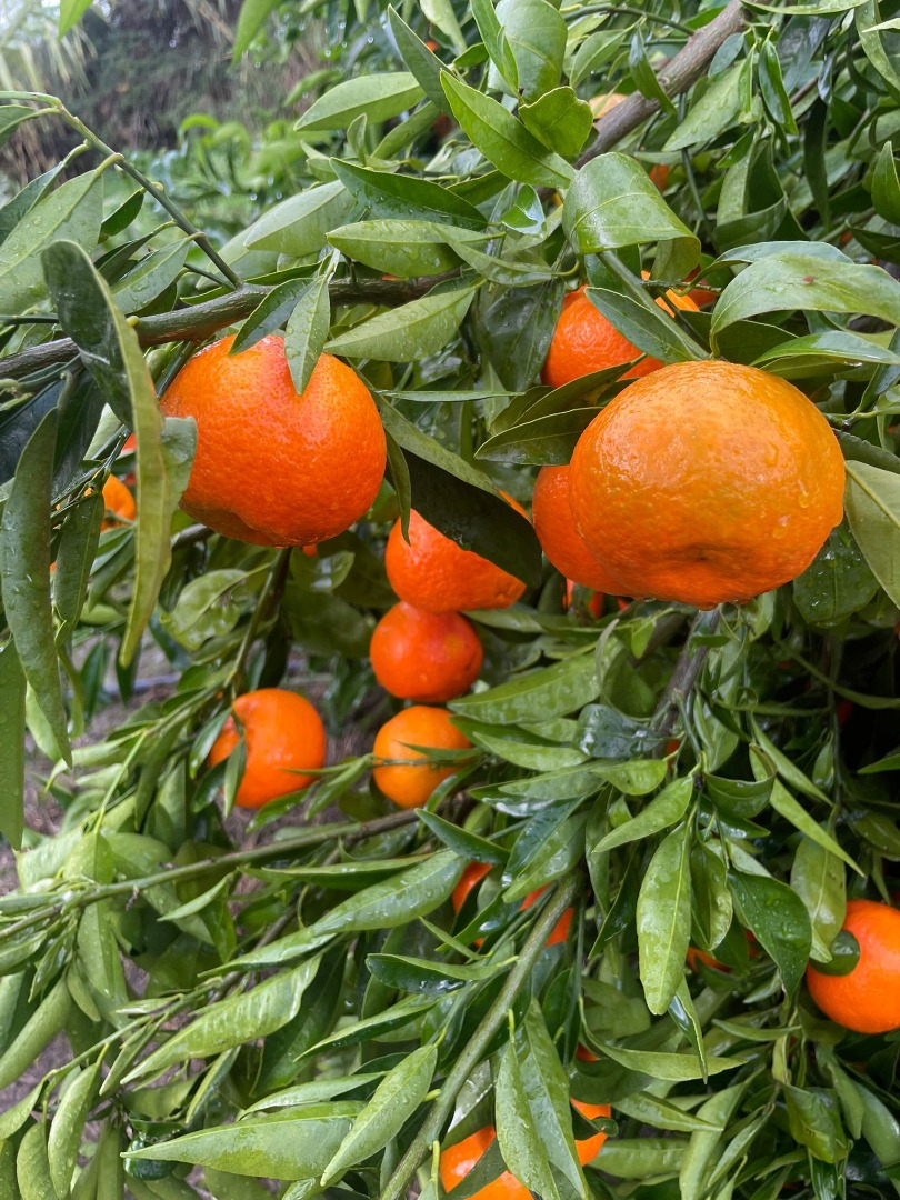 SEZON PLIN DE VITAMINE SI CULOARAE , VA ADUCEM DIN NOU IN ACEST SEZON FIA GOGOT FRUIT-FLORINA GOGOT VA OFERIM CITRICE BINE SELECTATE SI PRET DE INTELEGERE , IN