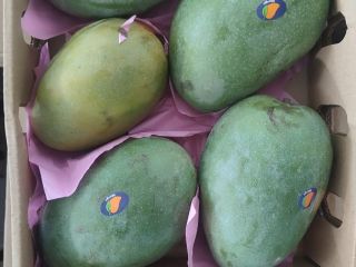 Mango fresh ,tree ripe, ready-to-eat imported from Egypt to