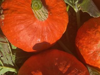 Organic Hokkaido pumpkins of Naturland quality for sale