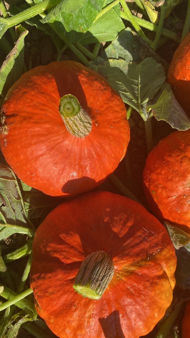 Organic Hokkaido pumpkins of Naturland quality for sale