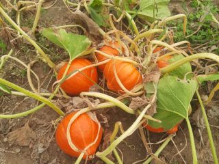 Gladiator Pumpkins for sale from 7 to 14 kg,