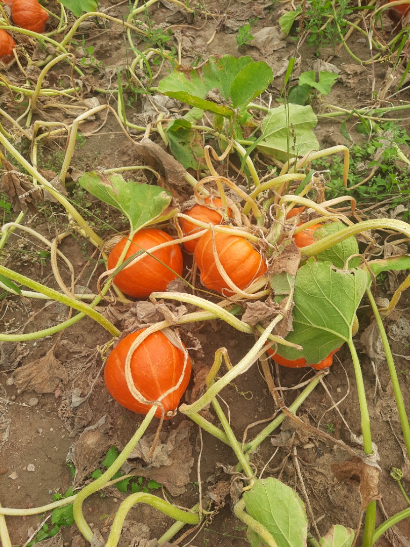 Gladiator Pumpkins for sale from 7 to 14 kg, delivery possible for larger quantities