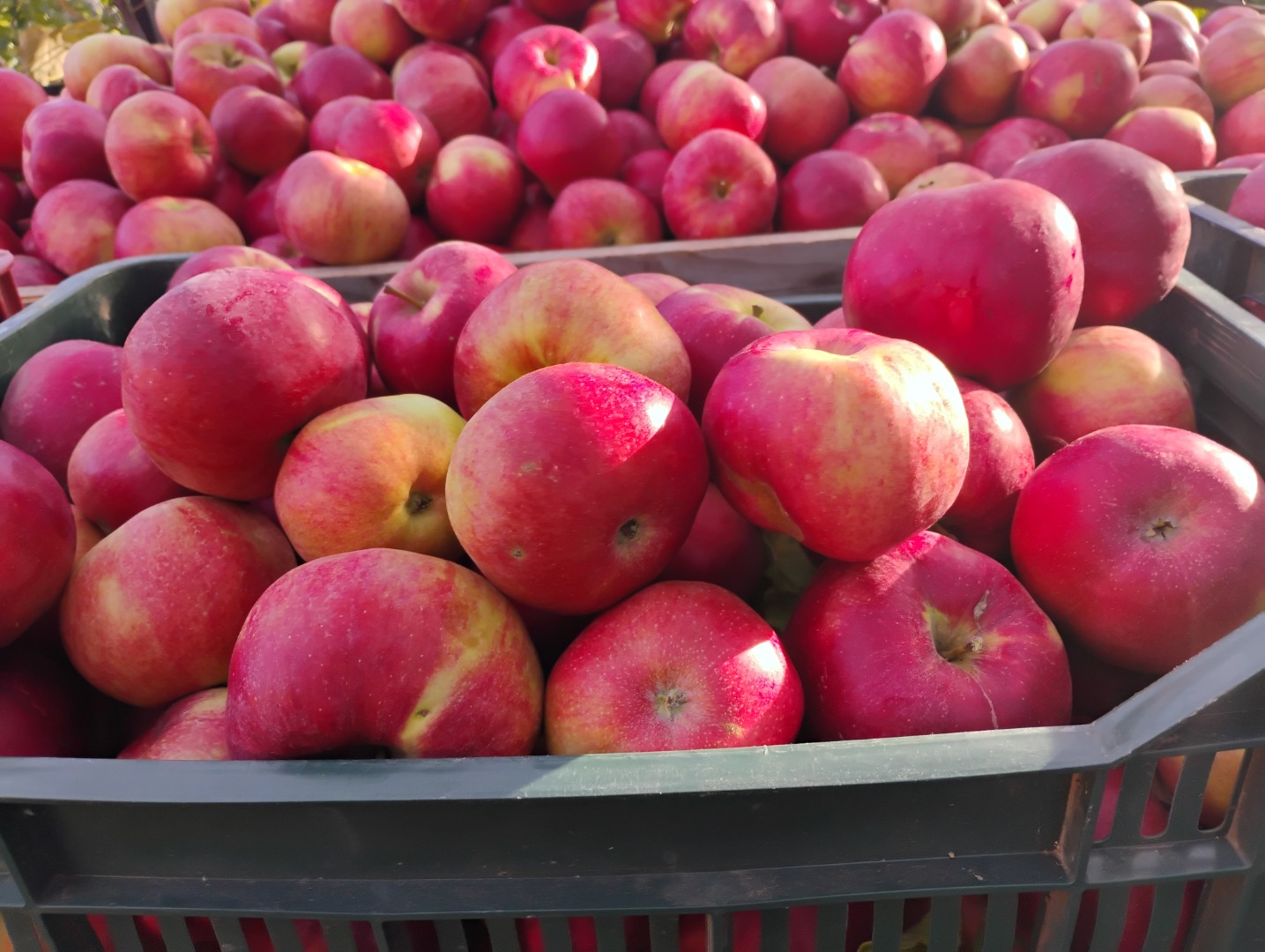 Very beautiful Idared apples, we also have the Florina variety