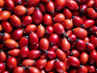 I am looking for a buyer for rosehips from