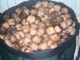 I have 35 kilos of fresh nuts
