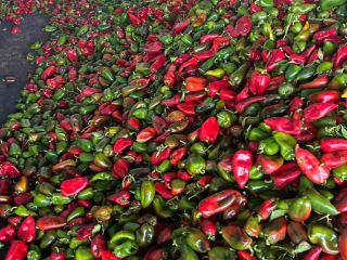 Red and green capsicum, second quality 0.80st/kg