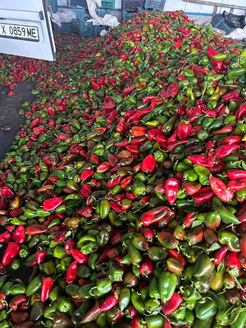 Red and green capsicum, second quality 0.80st/kg
