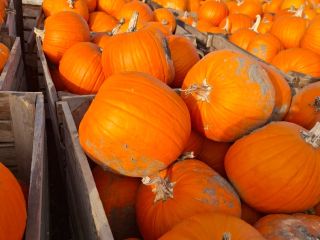 I am selling pumpkins