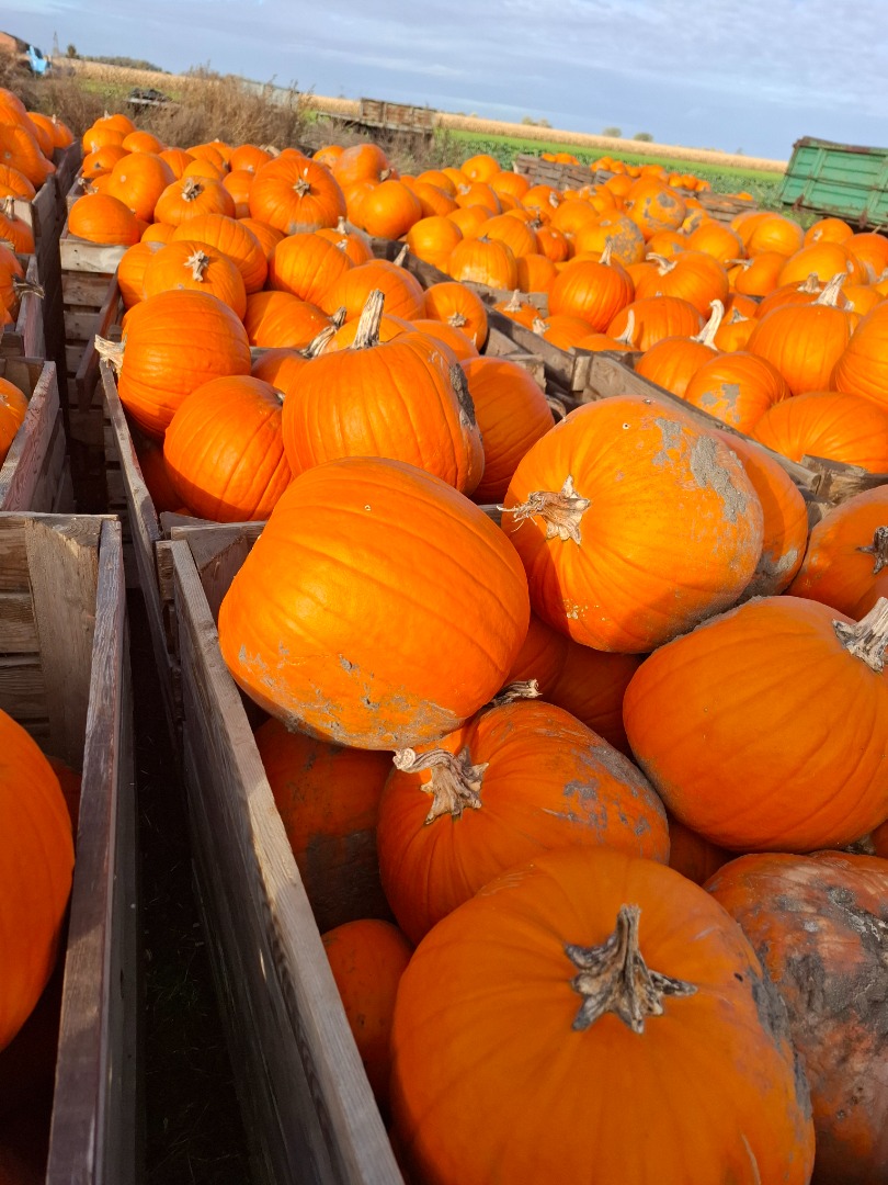 I am selling pumpkins