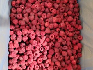 Hello, it's us Agricultural Cooperative Fungo-vita from Serbia. We
