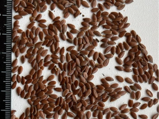 CERIO sells BROWN FLAX. Purity: 97-98%, Oiliness: 43%, Color: