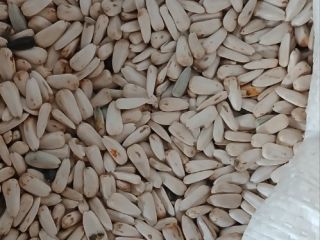 white sunflower dzakiran selected for more info [phone number]