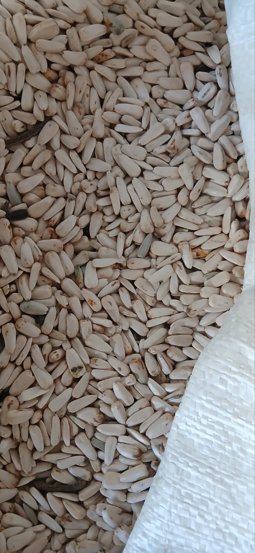 white sunflower dzakiran selected for more info [phone number] serbia