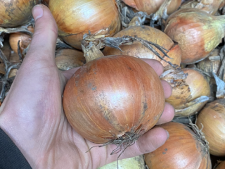 Hello, I'm selling loose yellow onions of the Fasto