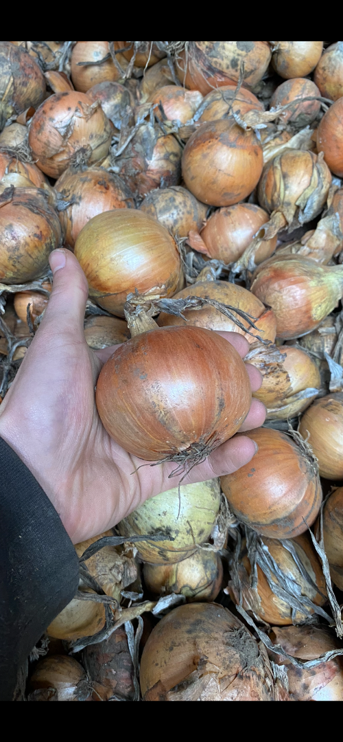 Hello, I'm selling loose yellow onions of the Fasto Centro variety