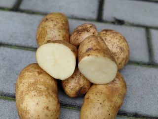 I have 10 hectares of potatoes of the Ludmiła