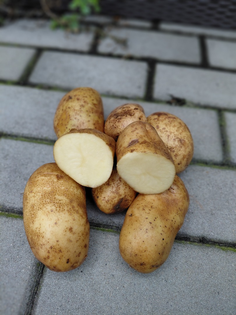 I have 10 hectares of potatoes of the Ludmiła variety planted in light soil, without scab and other diseases, healthy