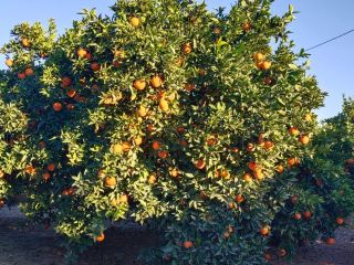 Excellent quality Navelina oranges, grown in the orchards of