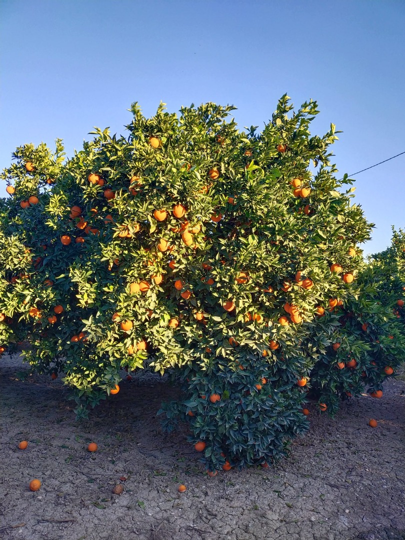 Excellent quality Navelina oranges, grown in the orchards of Aljucer (Murcia)
