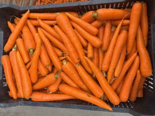 Fresh, quality carrots directly from the producer! Size: -
