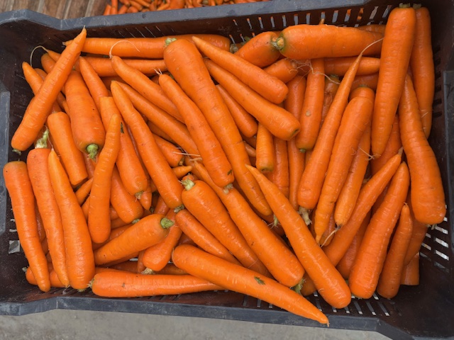 Fresh, quality carrots directly from the producer! Size: - normal - kitchen (large) Packaging: - in container - in M10 crate Can be picked up at our Bugyi site