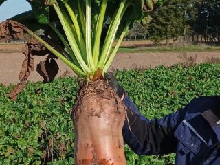 Hand-harvested variety Brigadier
